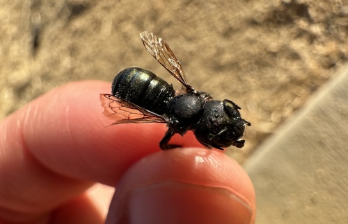 iNaturalist observation photo of Cephalosmia