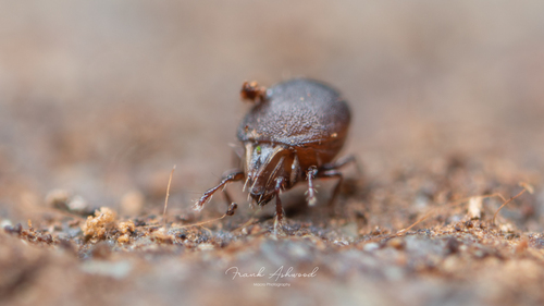 Xenillus tegeocranus