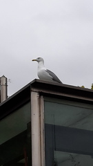 Larus michahellis