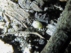 Chelepteryx chalepteryx