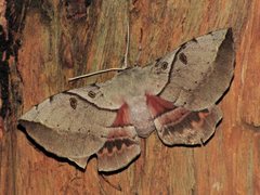 Chelepteryx chalepteryx