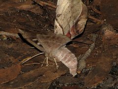 Chelepteryx chalepteryx