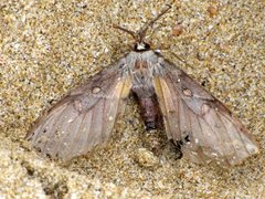 Chelepteryx chalepteryx