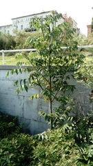 Ailanthus altissima