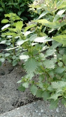 Urtica urens