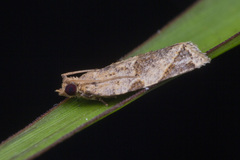 Neocalyptis affinisana