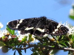 Platagarista macleayi