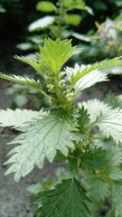 Urtica urens