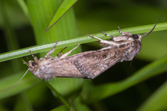 Agrotis segetum