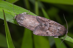 Agrotis segetum