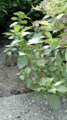 Urtica urens