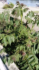 Ailanthus altissima