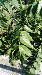 Ailanthus altissima