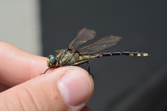 Gomphurus fraternus