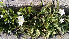 Convolvulus arvensis