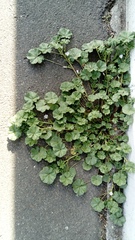 Malva neglecta
