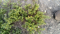 Matricaria discoidea