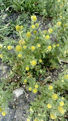 Matricaria discoidea