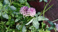 Trifolium pratense