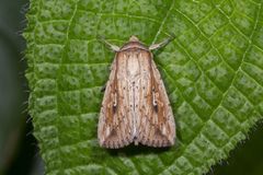 Mythimna decisissima