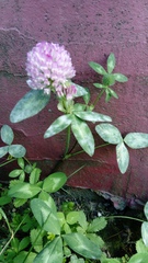 Trifolium pratense