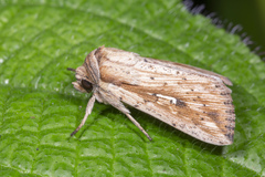 Mythimna decisissima