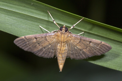Herpetogramma rudis