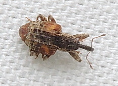 Conotrachelus anaglypticus