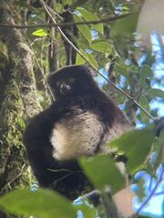 Milne-Edwards's Sifaka photo 3