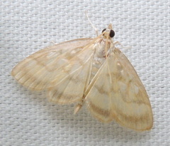 Crocidophora tuberculalis