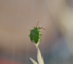 Sinopla perpunctatus