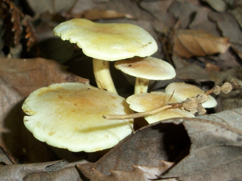 Hypholoma fasciculare