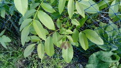 Juglans regia