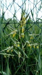 Bromus inermis