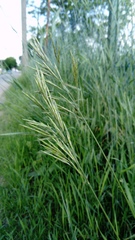 Bromus inermis