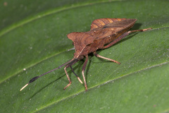 Dalader planiventris