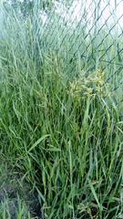 Bromus inermis