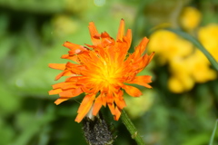 Crepis aurea
