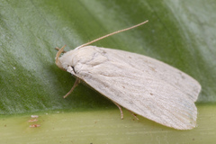 Xyloryctidae