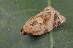 Neocalyptis affinisana