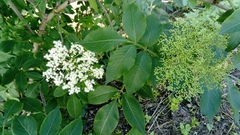 Sambucus nigra