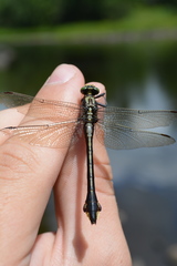 Gomphurus ventricosus
