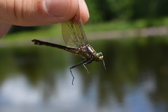 Gomphurus ventricosus