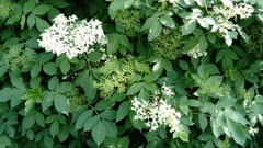 Sambucus nigra