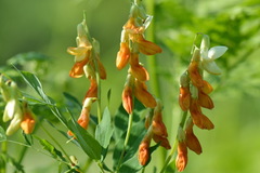 Lathyrus gmelinii