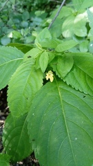 Impatiens parviflora