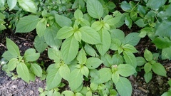 Impatiens parviflora