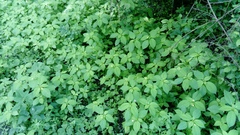 Impatiens parviflora