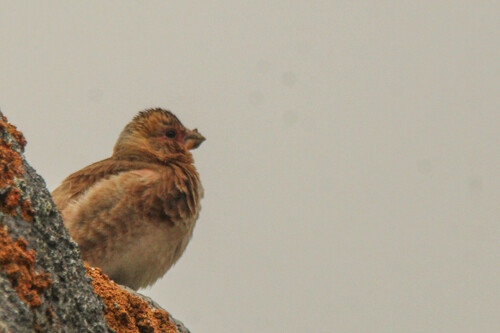 Crimson-winged Finch (Rhodopechys sanguineus), photo 10
