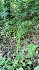 Allium scorodoprasum